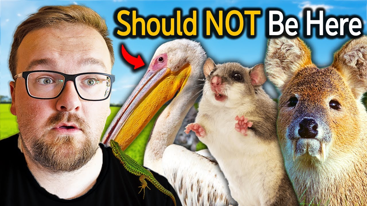 6 More Animals That Should NOT Be In The UK
