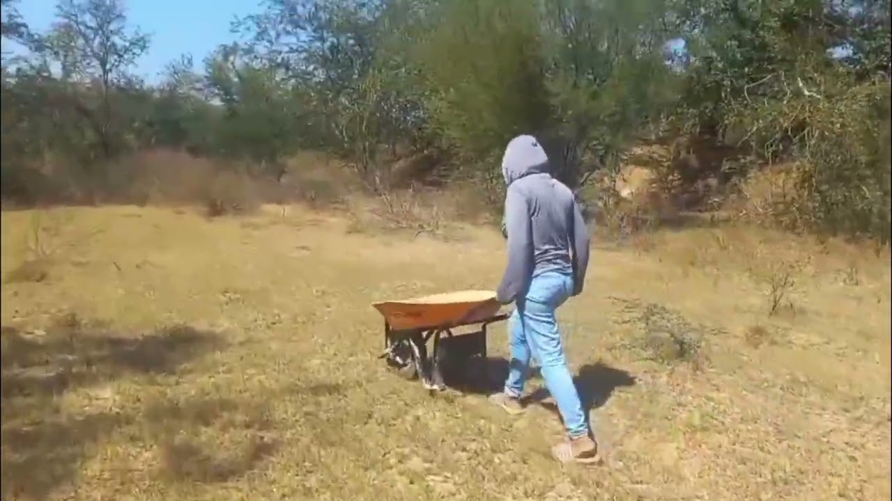 Buscando leña en el Rancho .