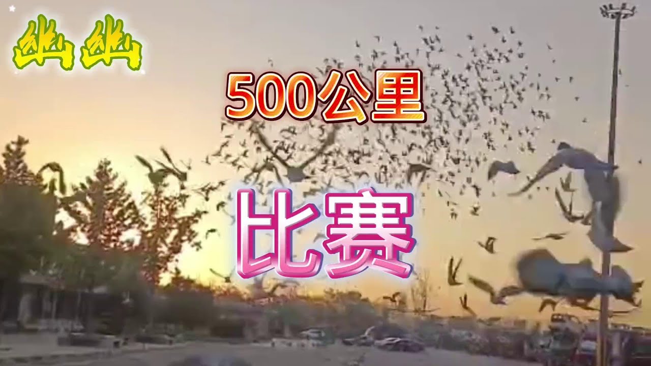 500公里最后一场比赛 #信鸽 #赛鸽比赛 #赛鸽欣赏 #赛鸽运动 #养鸽子 #幽幽信鸽