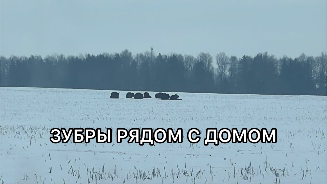 Готовим утку sous-vide. Тронуло до глубины души. Мы так общаемся! 