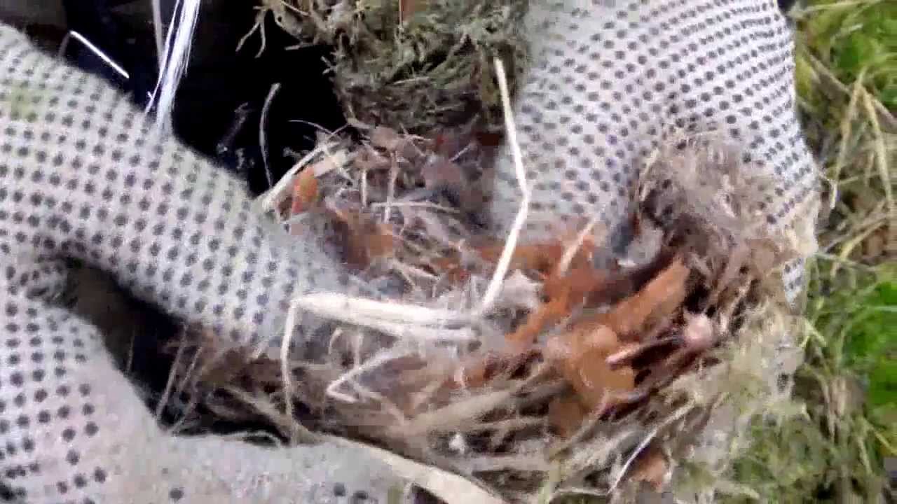 budki lęgowe dla ptaków cz. 3 - Czyszczenie powieszonych budek.