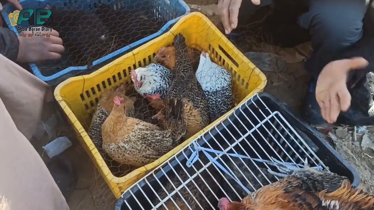 سوق الدواجن والطيور بواد سوف 2025/12/05