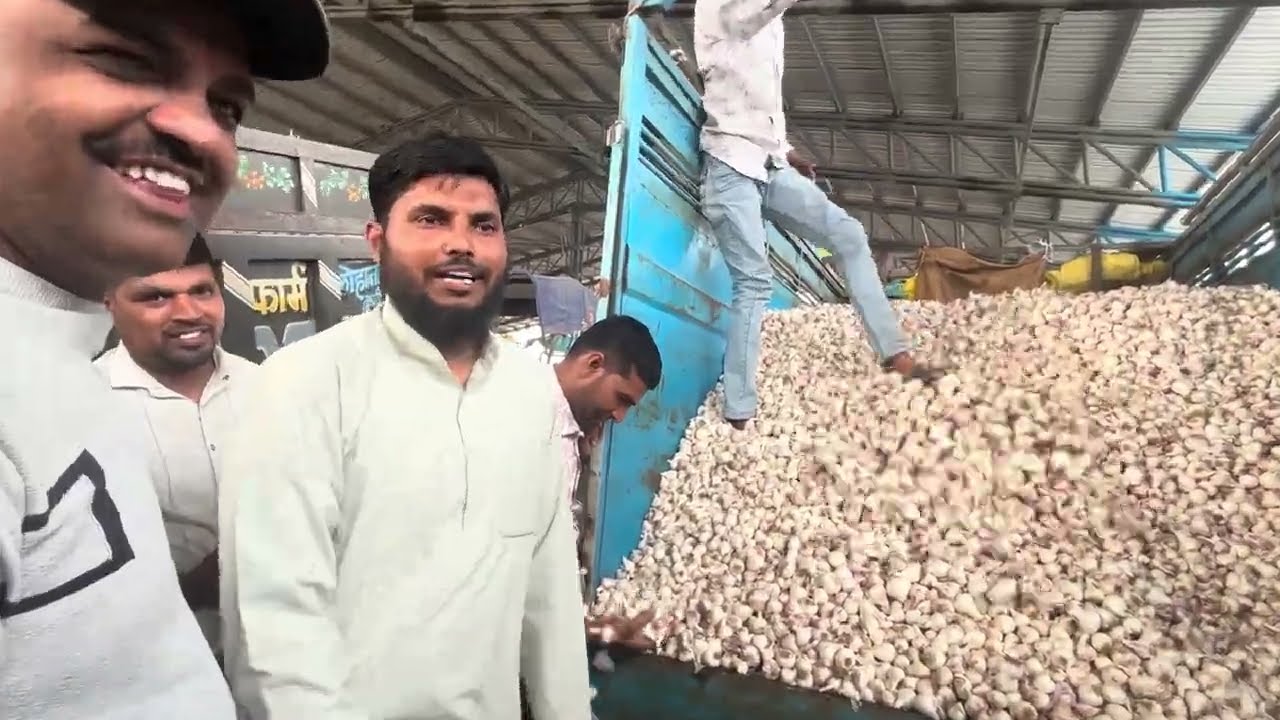 नई लहसुन 18/ फ़रवरी/26 बड़नगर मंडी भाव में नरमी या तेज़ी पुछते हैं किसान भाई से 