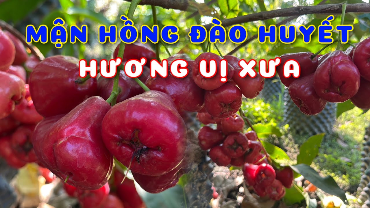 Cây Mận Hồng đào huyết hương vị xưa | 0386569374 - Ngọc Ngân Bến Tre | Chuyên cây độc lạ