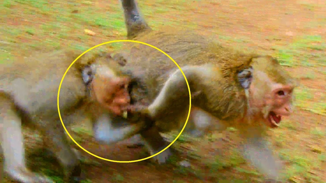 Terrify !! Very pitiful Marria cry very loudly cos Dee Dee attack her, why happen like this on her
