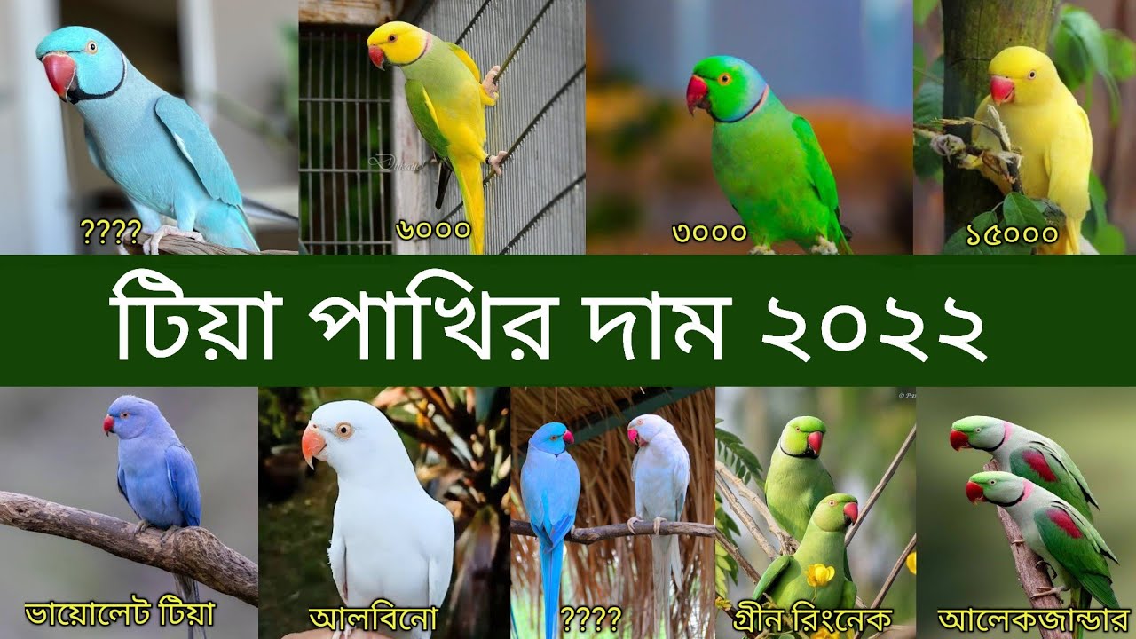টিয়া পাখির দাম 2022 | Ringneck Parrot Price In Bangladesh And India | Tia Pakhir Dam | Grow Life