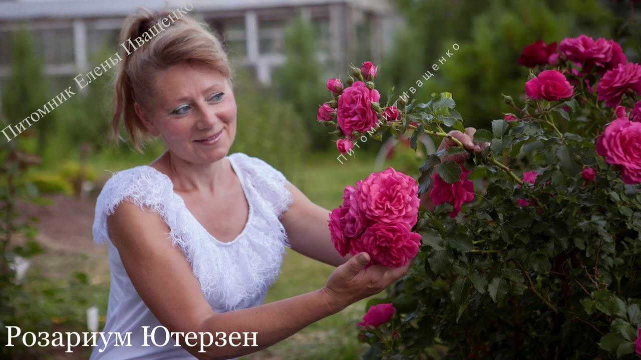 Почему болеют самые стойкие розы? часть 2