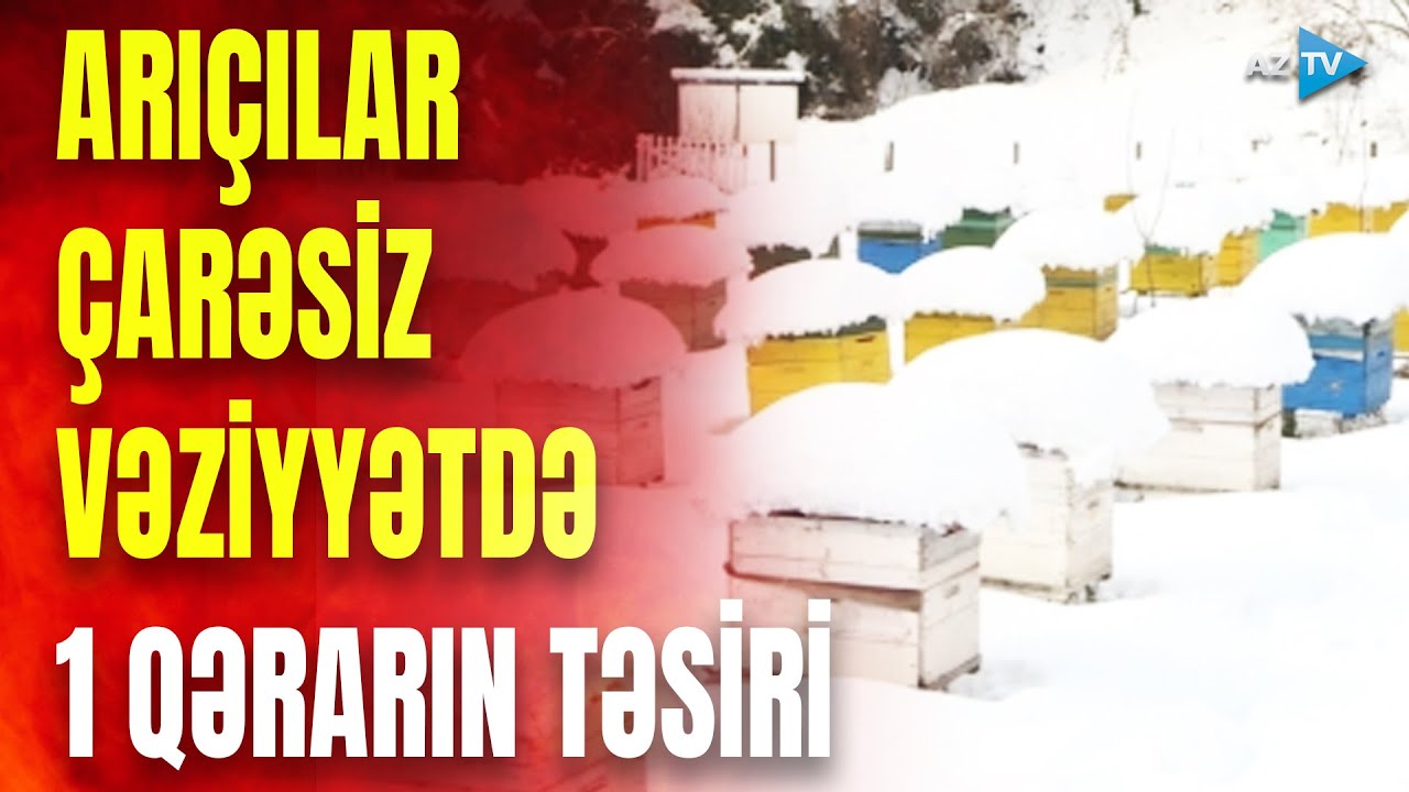 Arıçılar qan ağladılar: cəfasını çəkib səfasından məhrum oldular