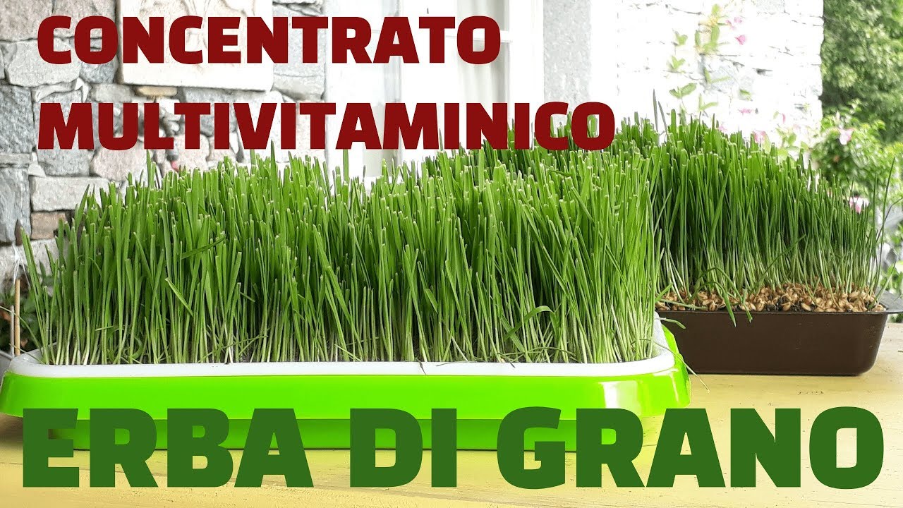 Come ottenere dall'erba di grano un concentrato multivitaminico (wheat grass)