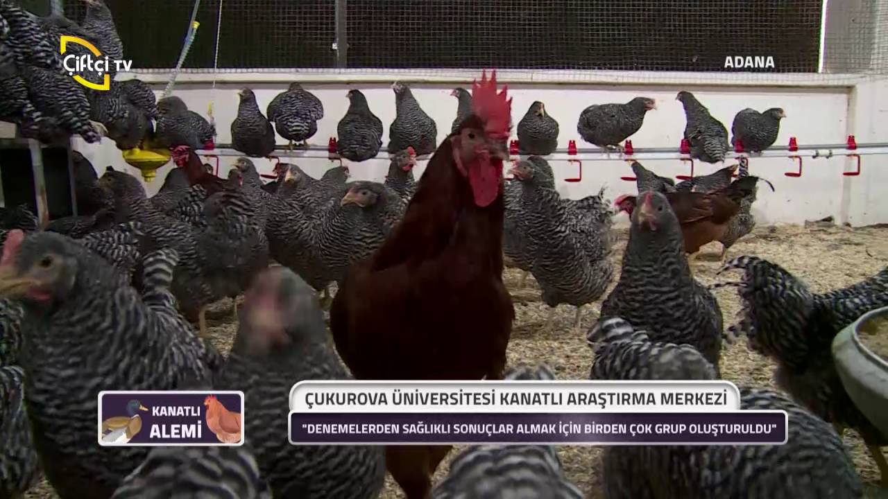 Kanatlı Alemi-Çukurova Üniversitesi Kanatlı Araştırma Merkezi