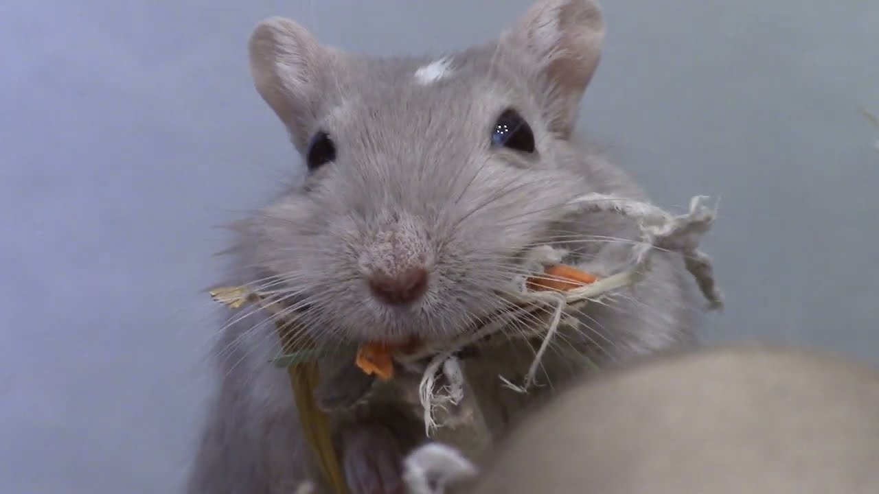 Gerbils being cute for 2 minutes!