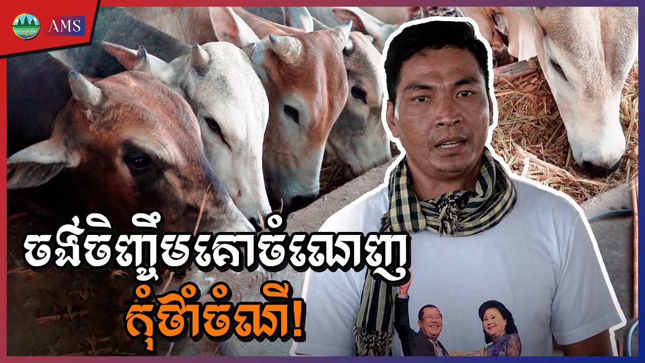 ES 11: ចង់ចិញ្ចឹមគោចំណេញកុំថាំចំណី!