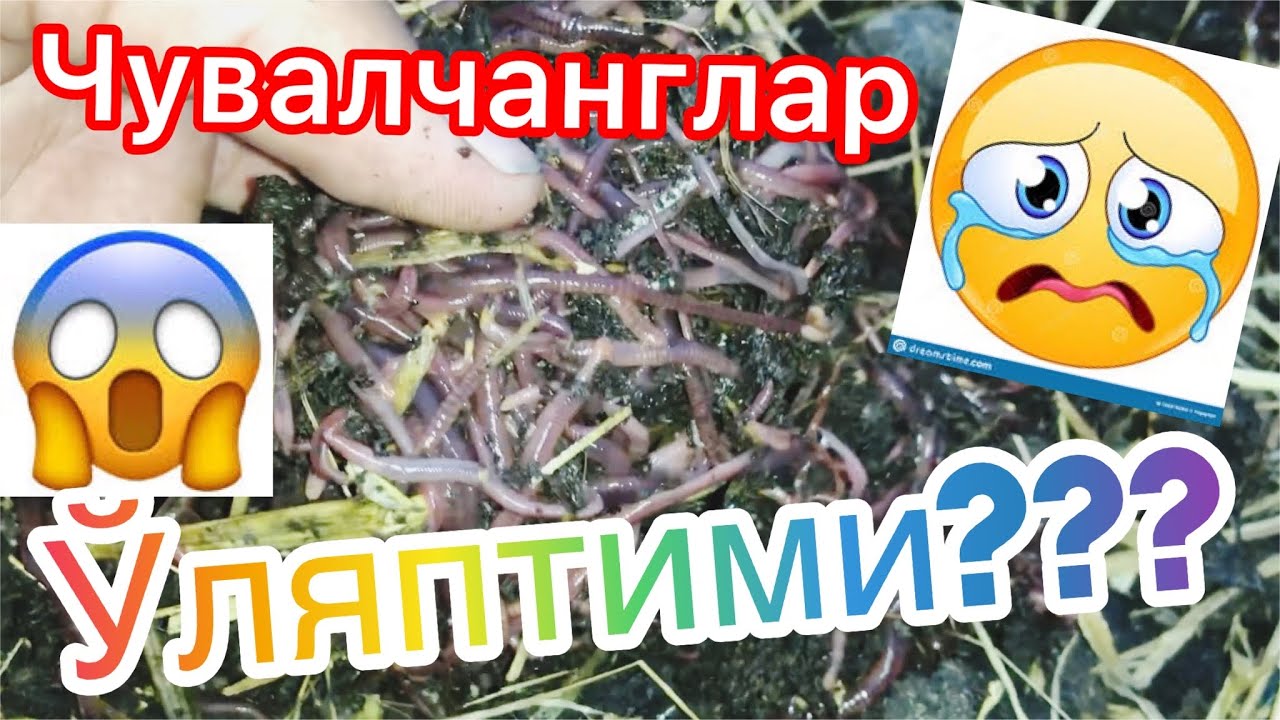 #биогумус#бизнеси ДОЛЗАРБ ЧУВАЛЧАНГЛАРДИ ЎЛИШИГА ЙЎЛ ҚЎЙМАНГ