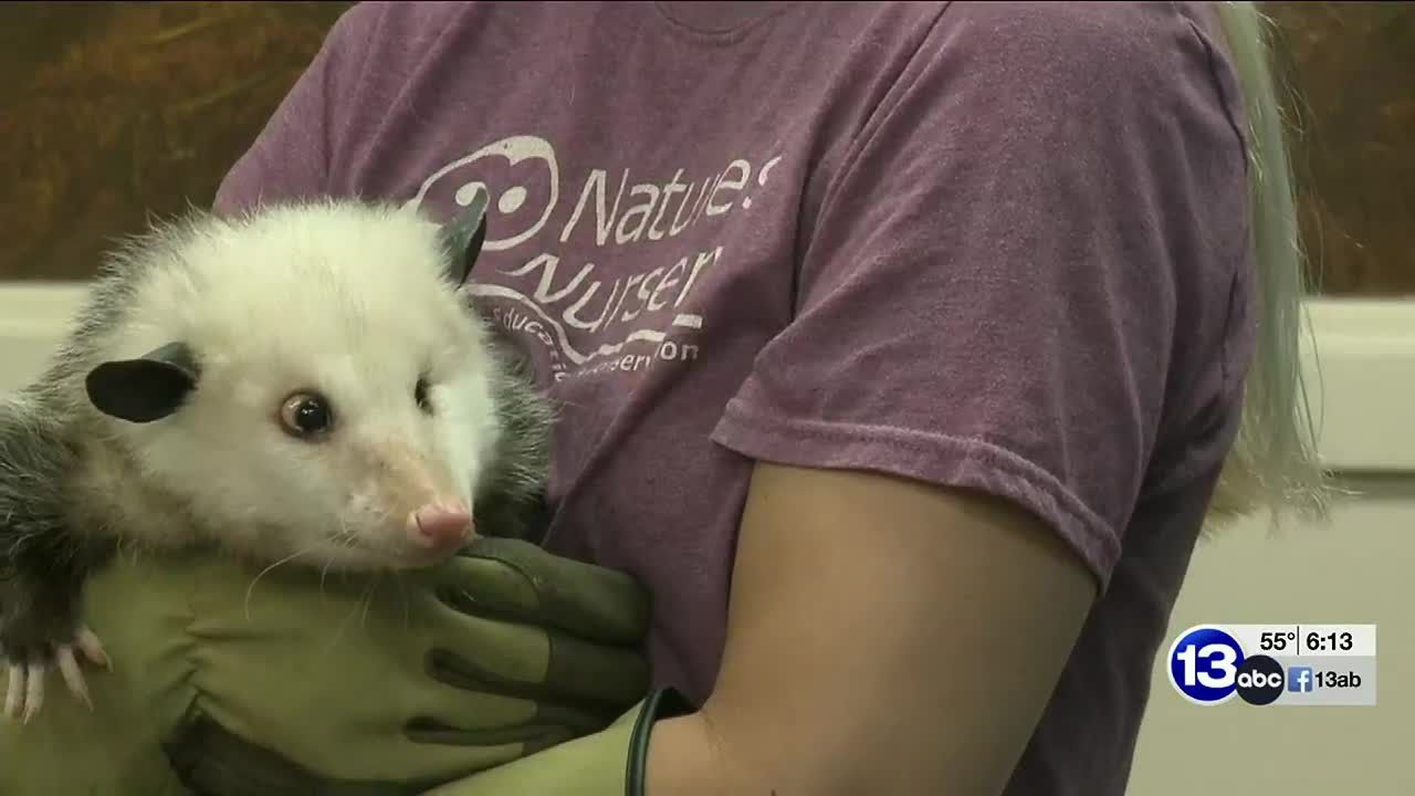 Nature&rsquo;s Nursery begins moving animals in to its new facility