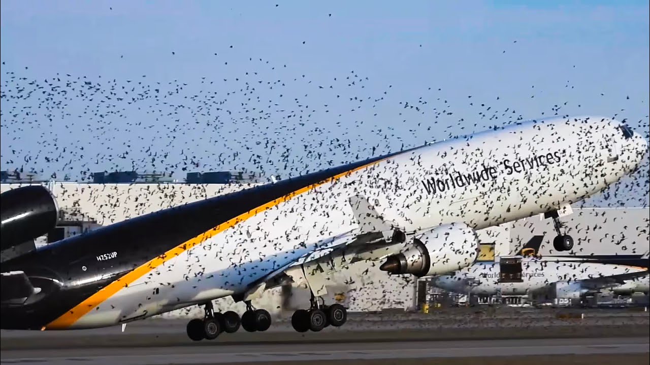 UPS MD-11 severe birdstrike during takeoff at Louisville SDF Airport