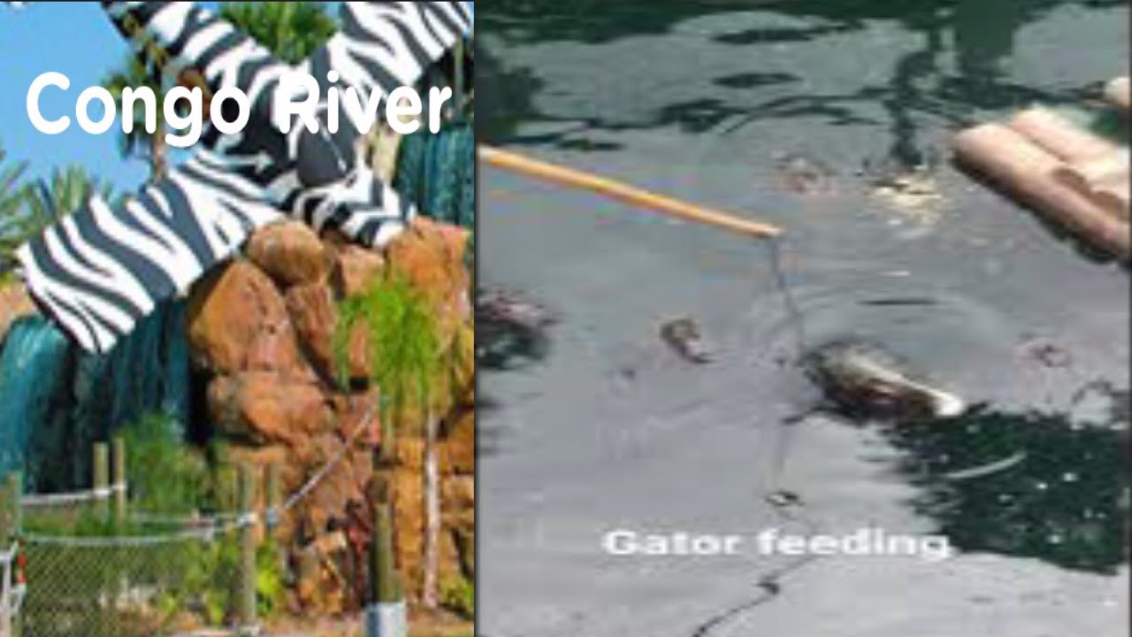 GATOR Feeding at CONGO RIVER ADVENTURE GOLF 