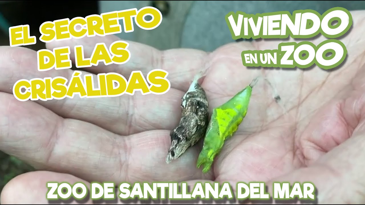 El secreto de las crisálidas
