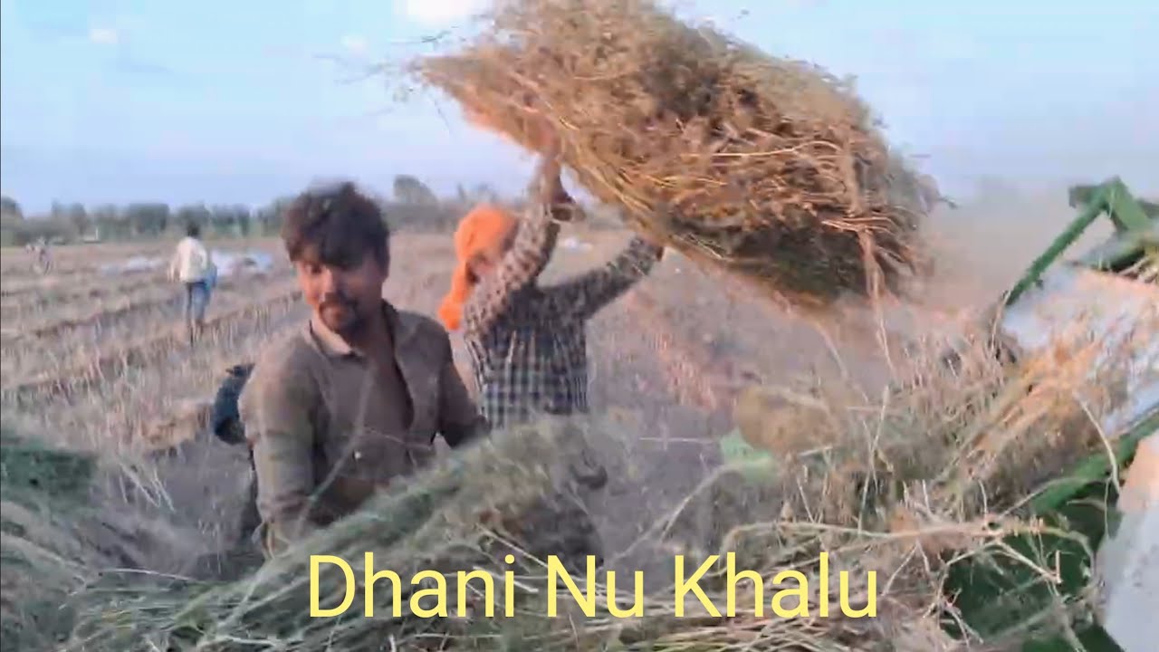 Dhani nu threshing 