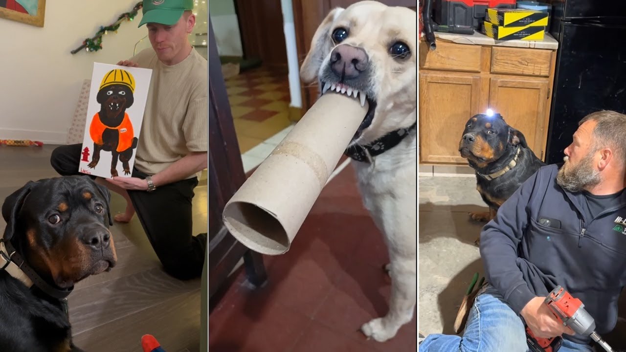 I love seeing dogs show their feelings