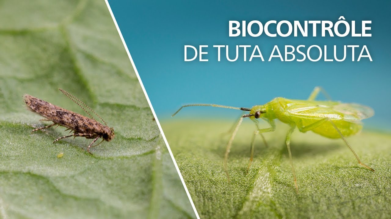 Biocontr&ocirc;le de Tuta absoluta avec Macrolophus pygmaeus