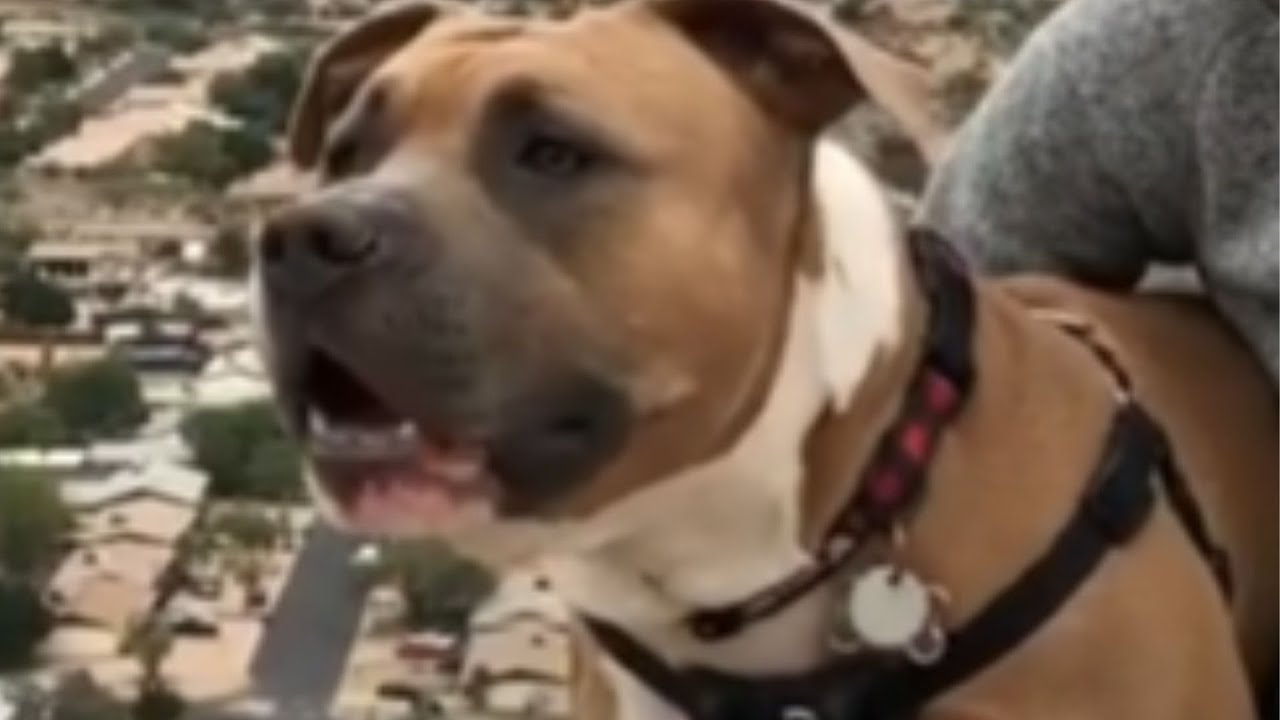 This rescued pitbull won't stop screaming, and the reason will break your heart