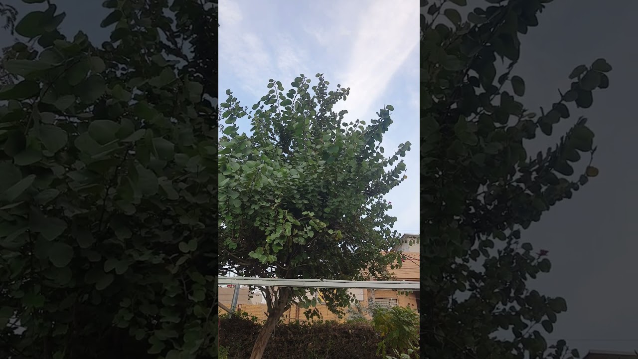 شجرة البوهينيا خف الجمل ⚘️⚘️ جنتي حديقتي⚘️⚘️