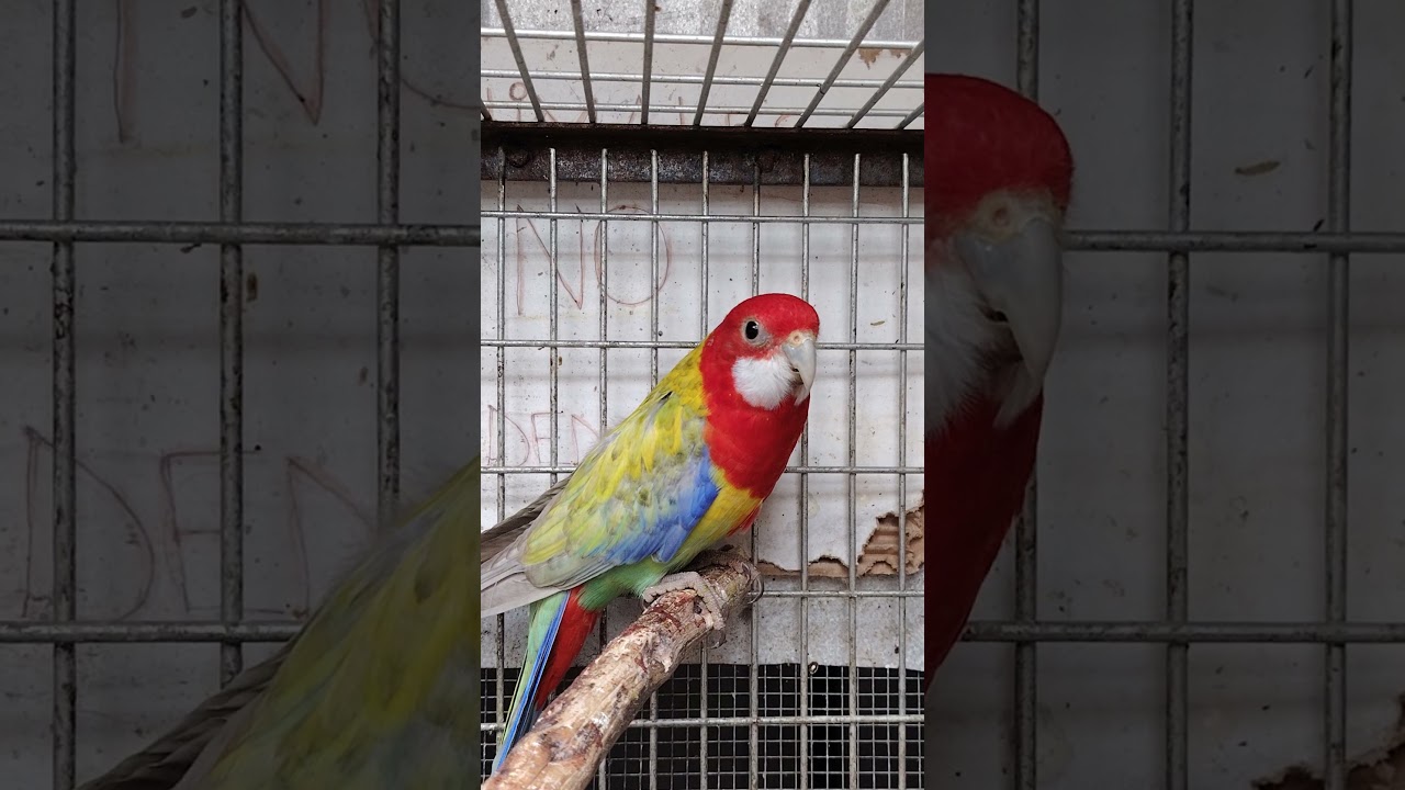 rosellas eximius pastel