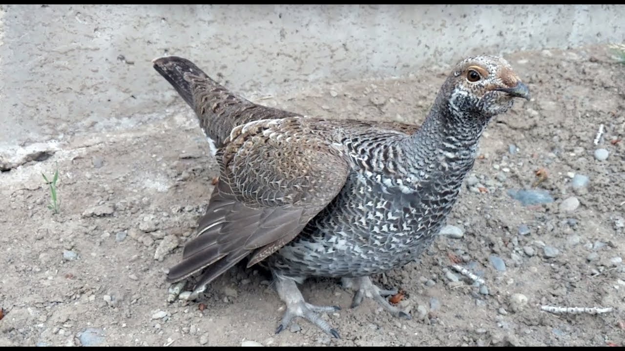 Who is this Sage Grouse seeking ?