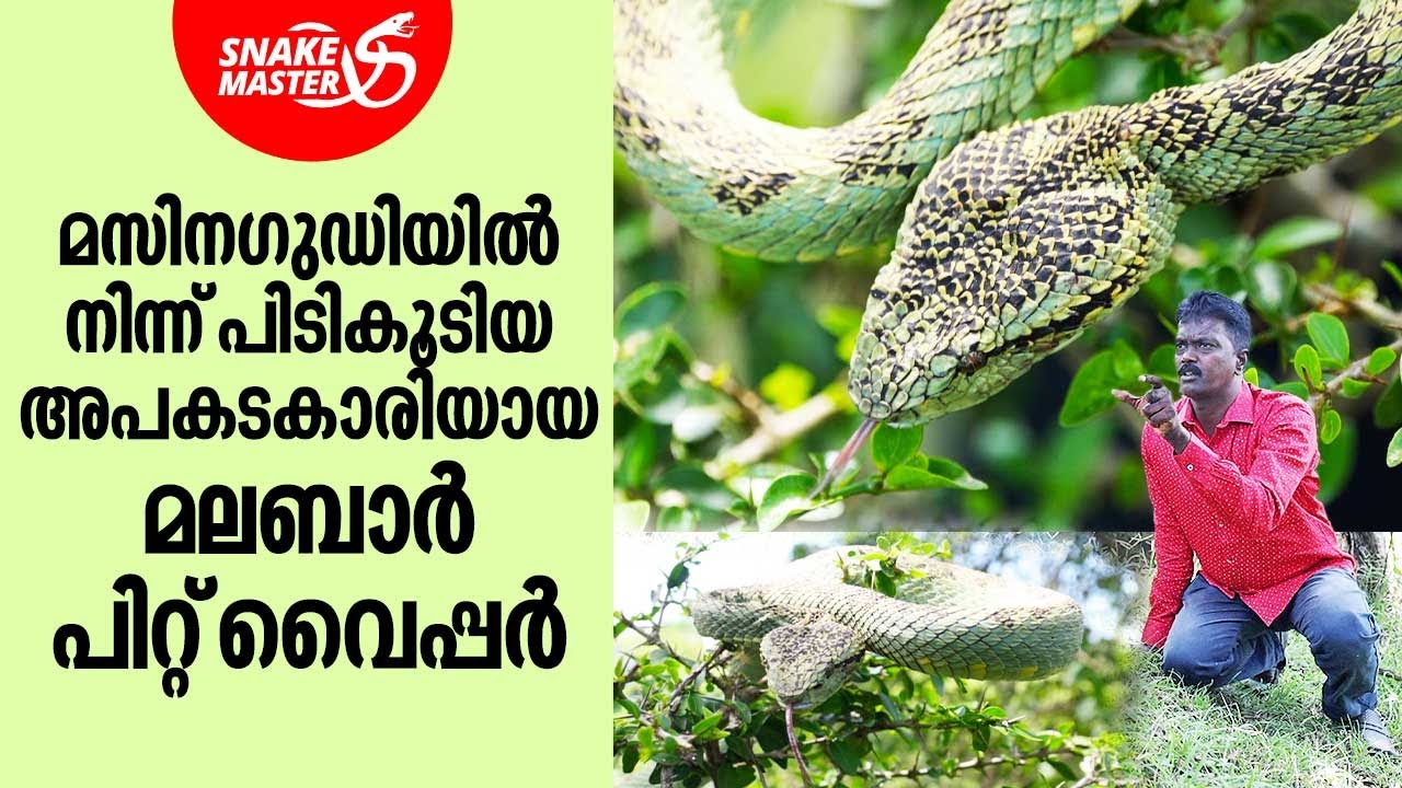 മസിനഗുഡിയിൽ നിന്ന് പിടികൂടിയ അപകടകാരിയായ  മലബാർ പിറ്റ് വൈപ്പർ | Snakemaster EP 931