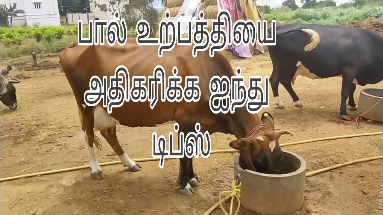 பால் உற்பத்தியை அதிகரிக்க ஐந்து டிப்ஸ்.Paal urpathiyai adhikarikka 5 tips