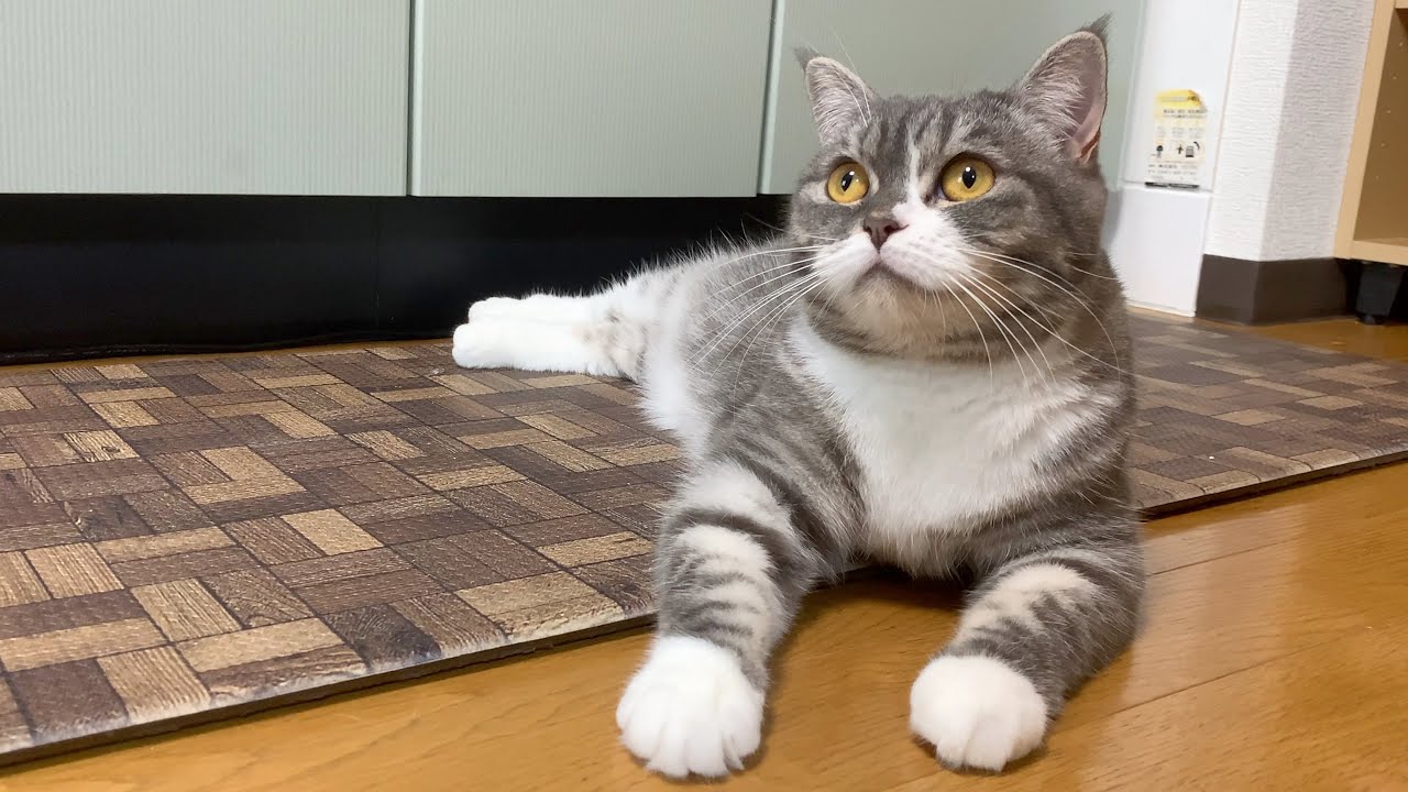 マンチカンが子猫から成猫に成長したら、中足が長足になった気が&hellip;