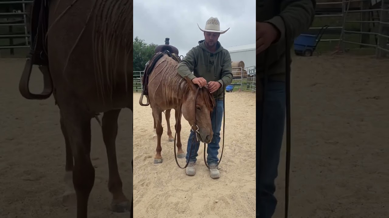 Pro tips for bridling. #horse #horses #horsemanship #rosehorsemanship #ryanrose