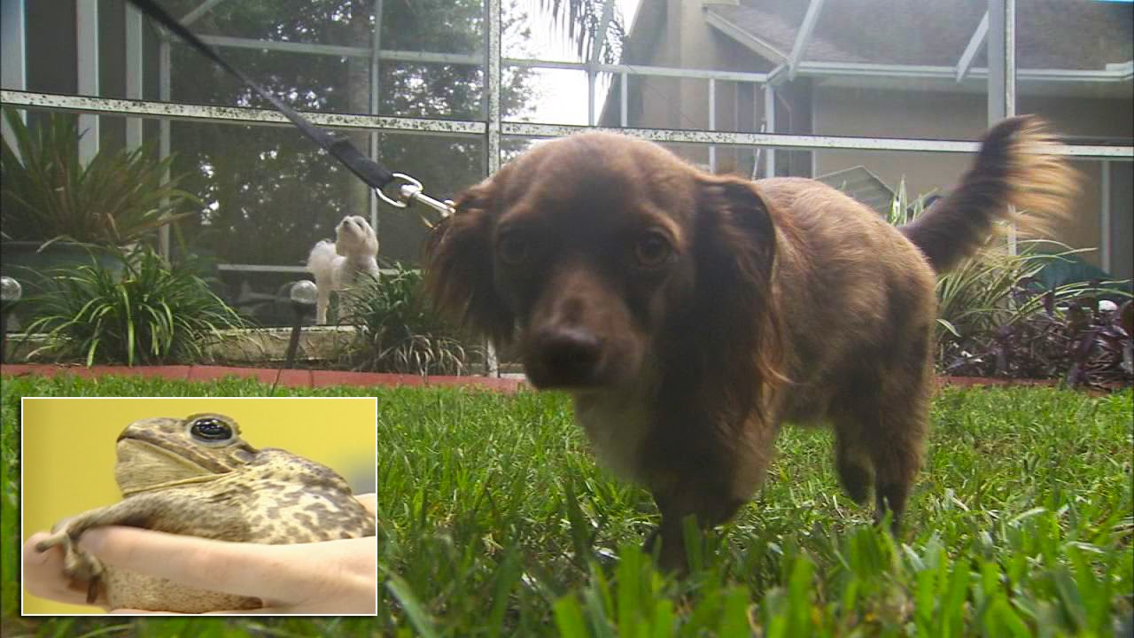 These toads can be deadly for dogs