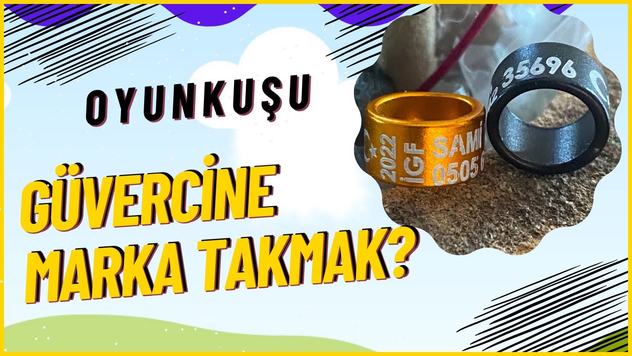 Güvercine marka nasıl takılır? (oyunkuşu)