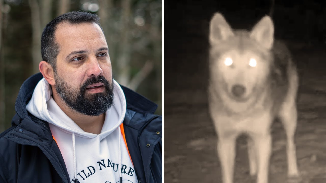 Vukovi u BiH — Vrsta koju treba zaštititi?