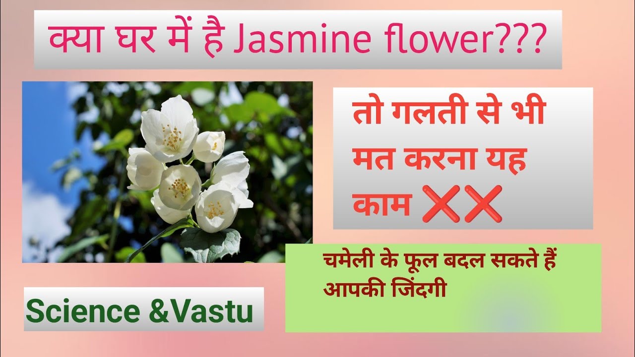 क्या घर में है Jasmine Flower?(चमेली फूल)|| vastu and Science benefits of Jasmine||Magical Flower🌸