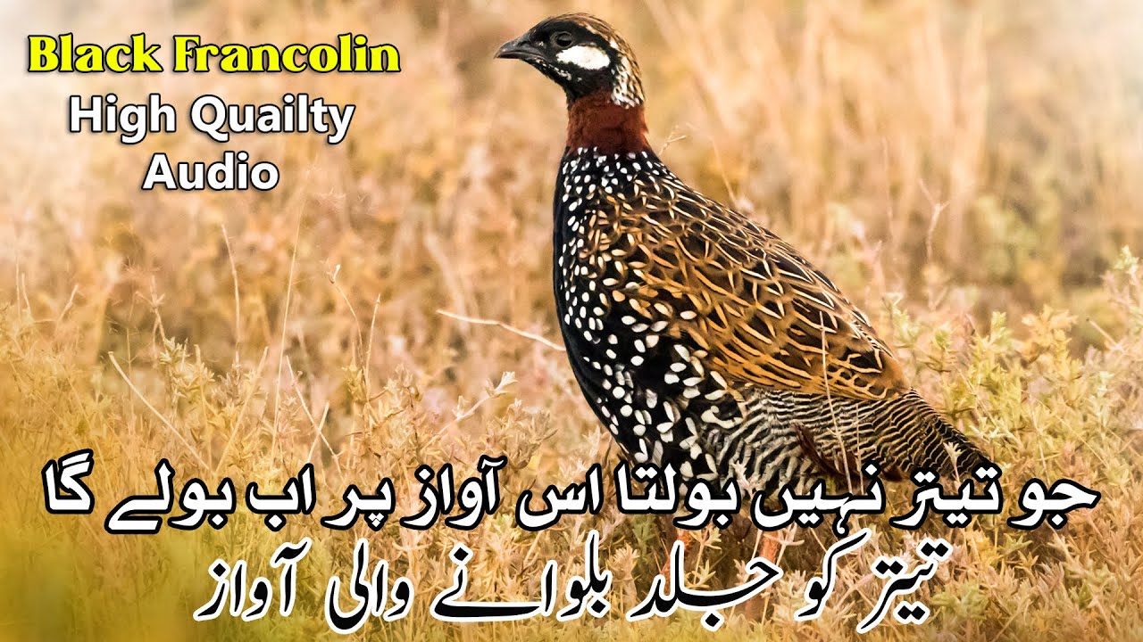 2 Kalay Teetaro ki Boliyan | Wild Partridge Calling | Jungli kalay Teetaro ki Awaz High Quilty Audio