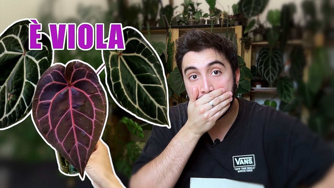 Nuovo Anthurium RARISSIMO | Anthurium 'Michelle'