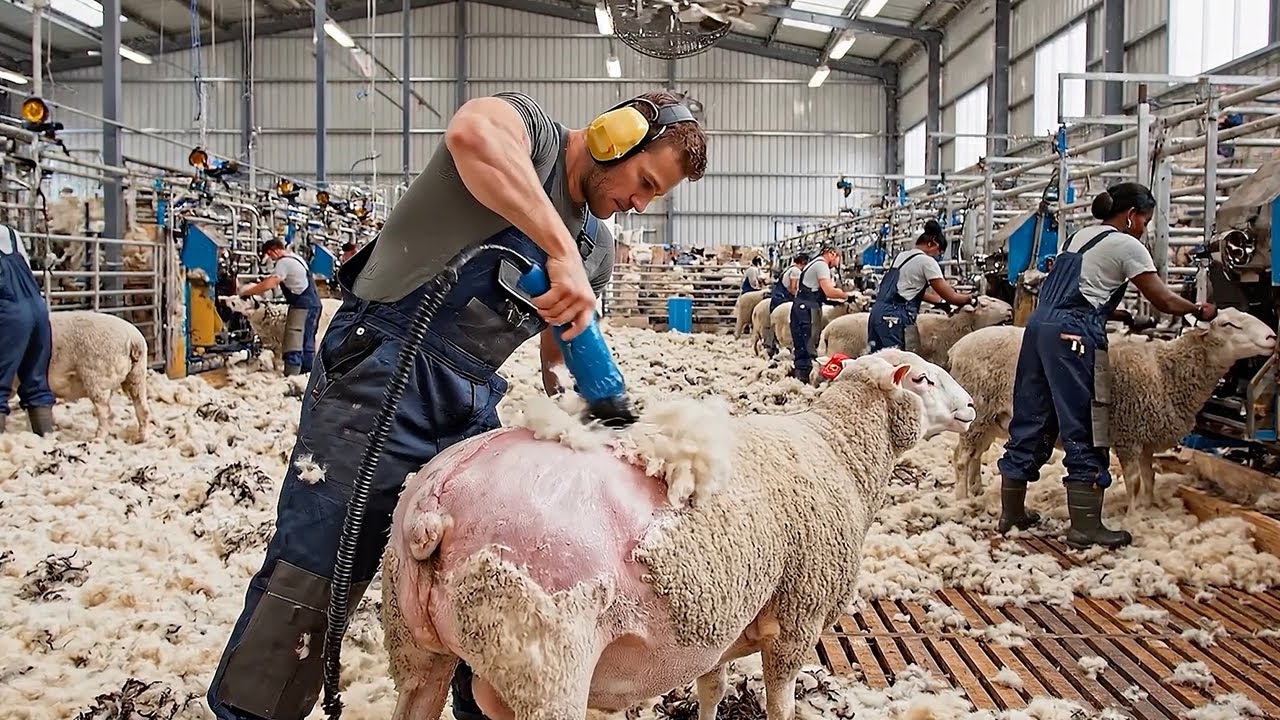 Inside a Modern Wool Factory   From Sheep to Luxury Blankets!