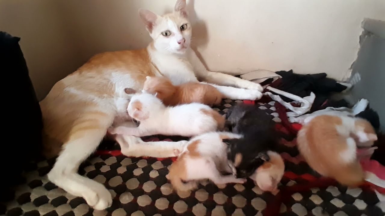 The cutest baby kittens are sleeping and getting milk from mom 