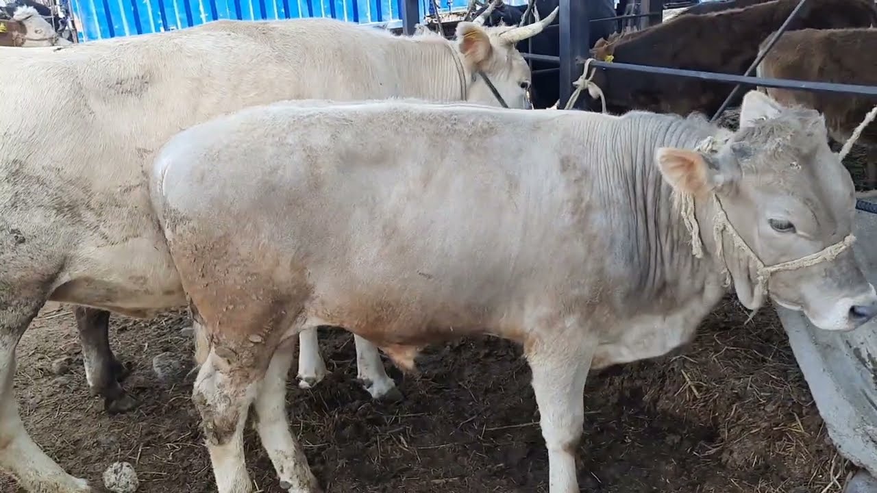 Мал базар Алматы( маловодны)