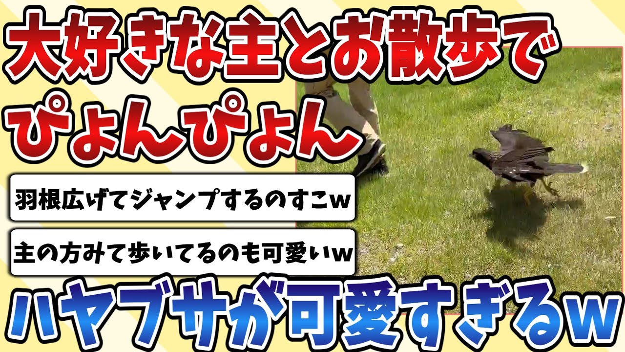 【2ch動物スレ】大好きな飼い主とお散歩が嬉しすぎて鳴きながらぴょんぴょん跳ねる『ハヤブサ』が愛おしすぎてやばいｗｗｗ
