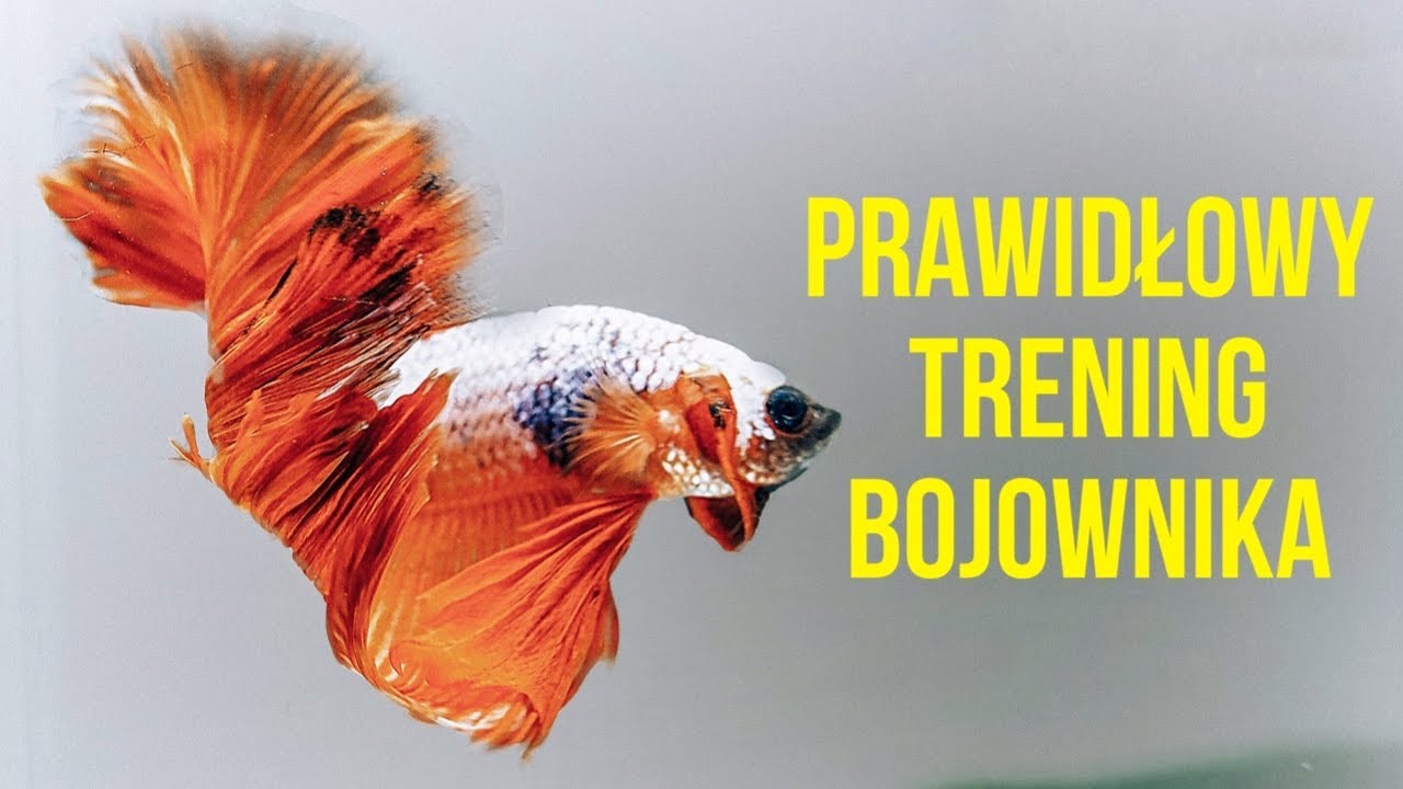 Prawidłowy trening bojownika
