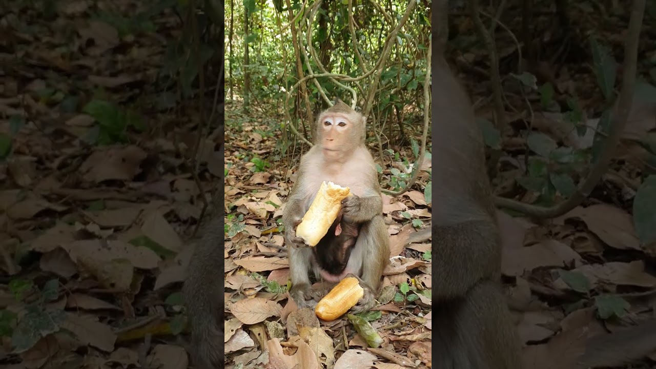 Wildlife Monkey in Amber troop 🤣💕😂 #animalmonkey #wildlife #animals #babymonkey​