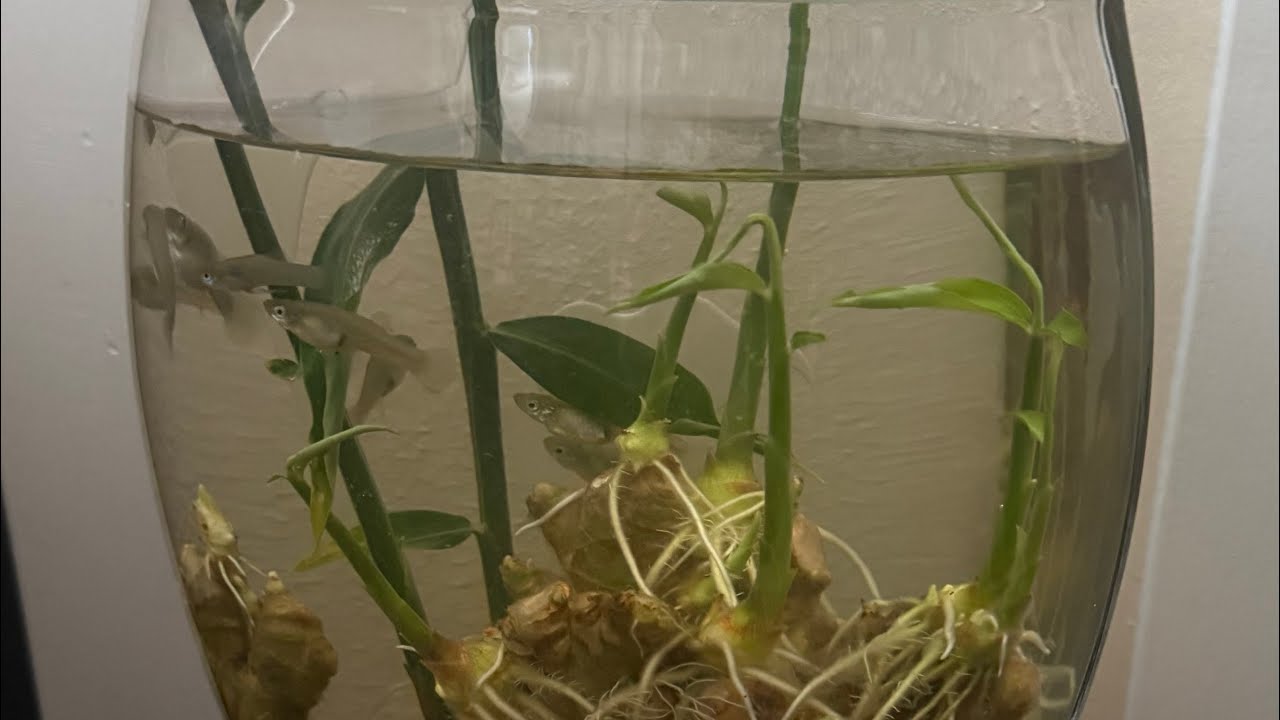 见者好运！Fishs in Ginger Pond!小鱼生活在福禄根小池！