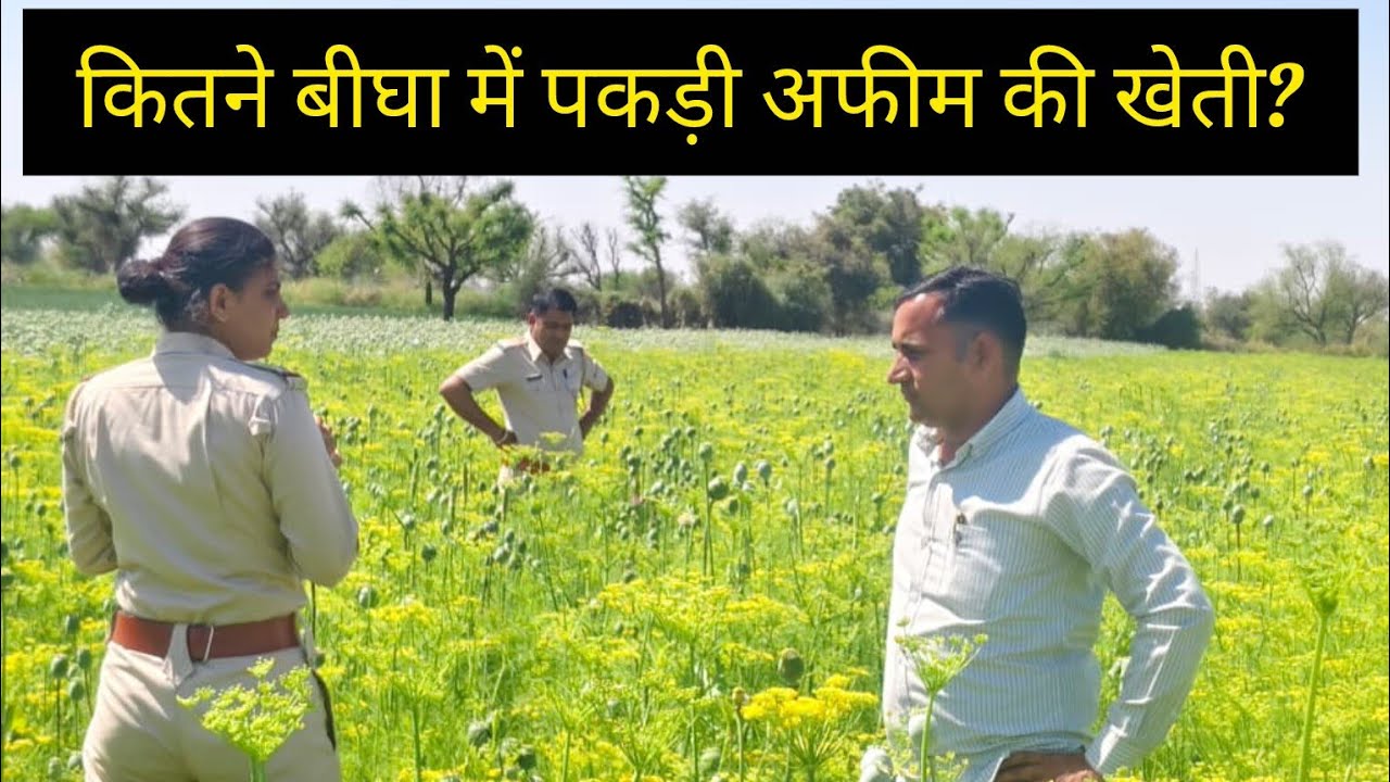 सुजानगढ़ : कहां पर अफीम खेती का सनसनीखेज खुलासा?10-03-26