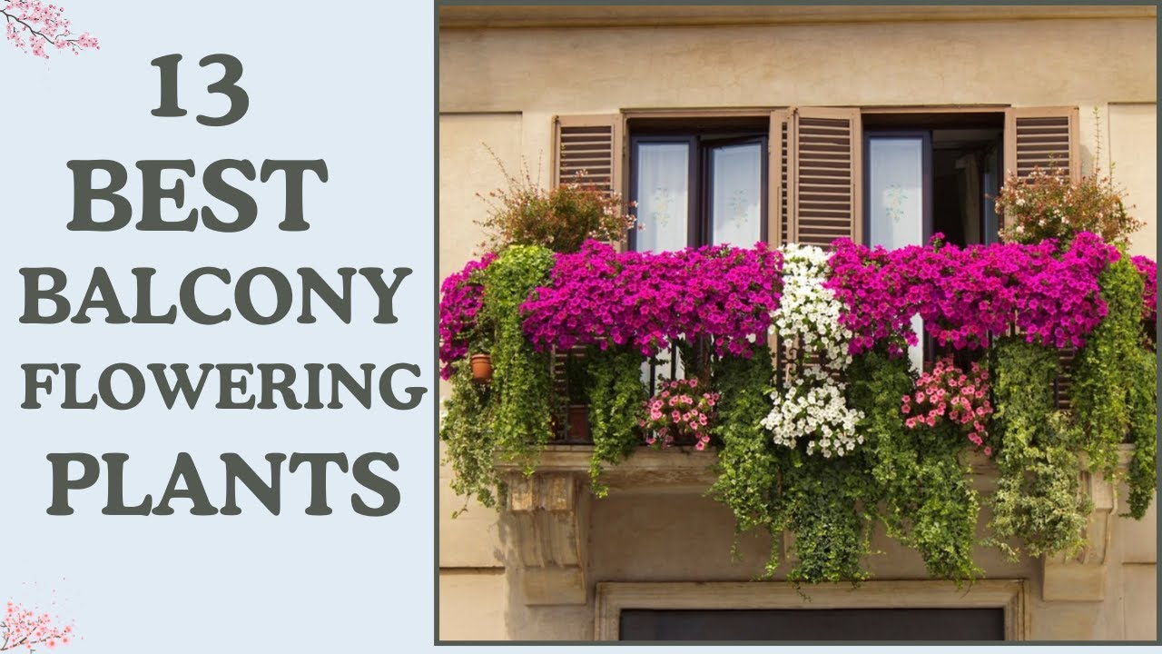 13 Best Balcony Flowering Plants | Balcony Flowers That Thrive