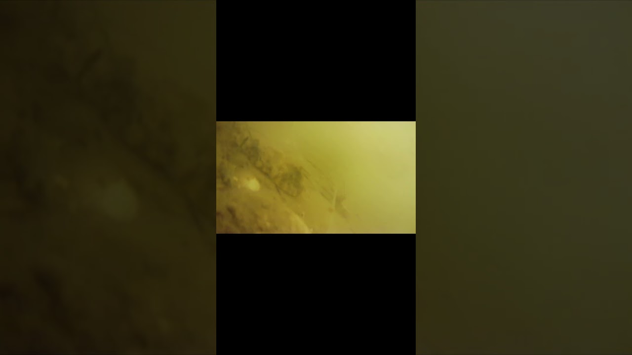 Underwater Fish Cam Dunedin 