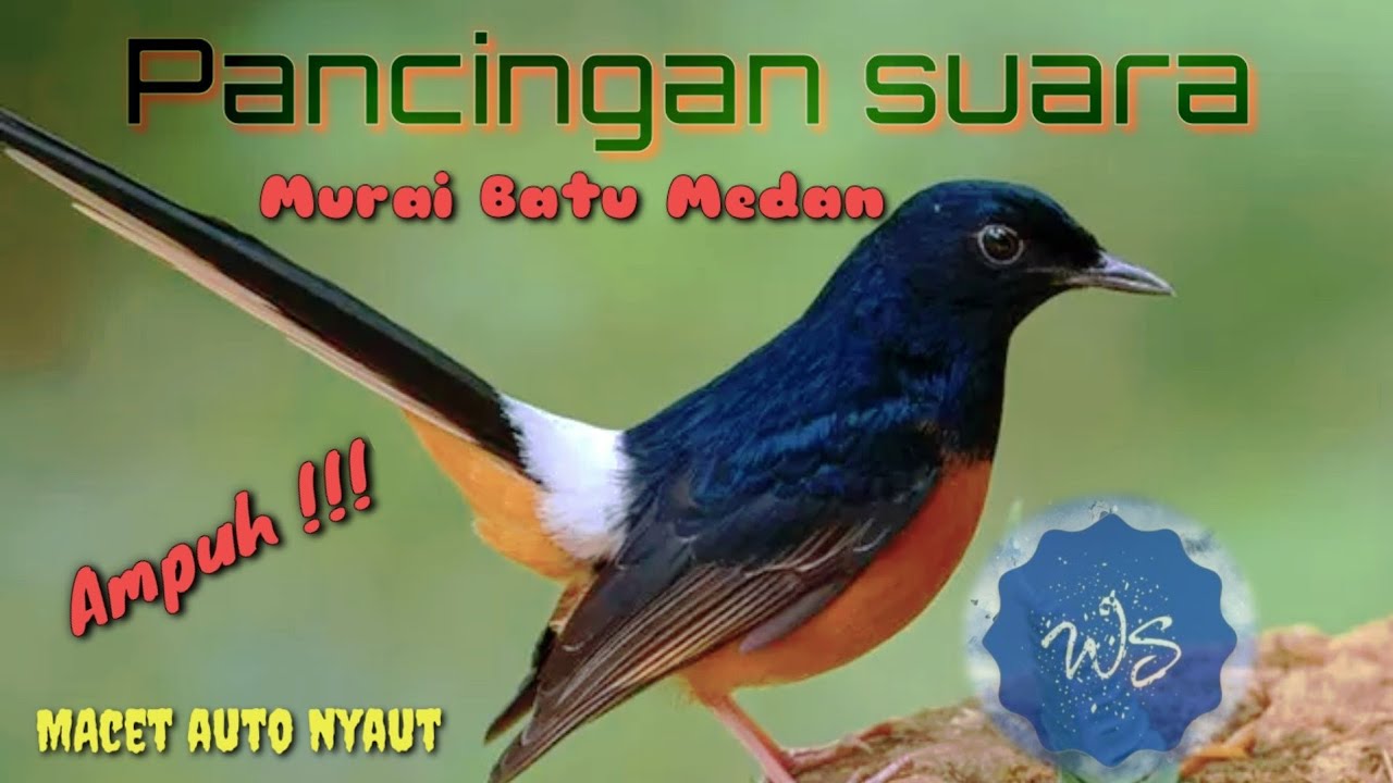 Pancingan Suara Murai macet