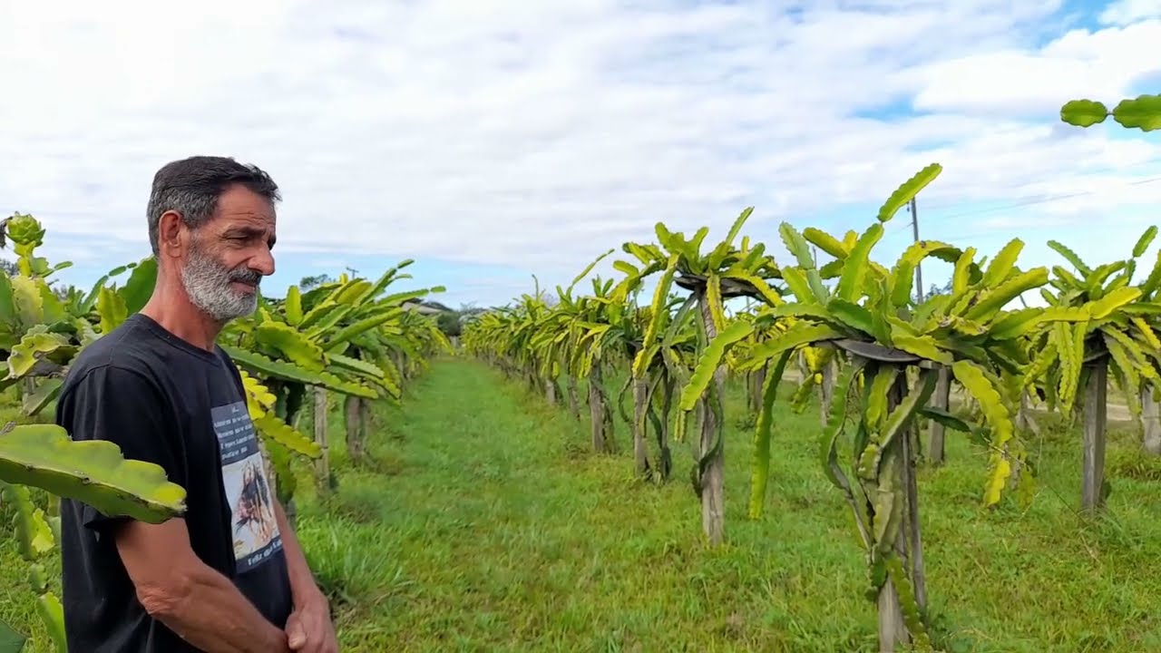 Controle de nemat&oacute;ides na pitaya - Amarelecimento em reboleiras